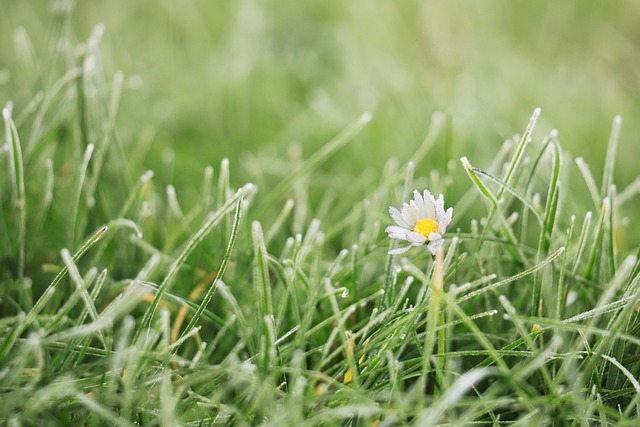 Lawn Care