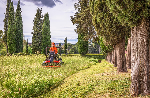 lawn-care-640x480-4850961.jpeg