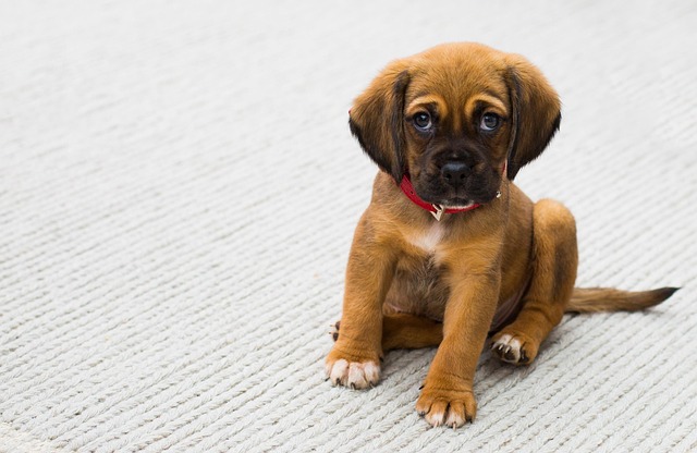 pet-sitting-640x480-32060385.jpeg