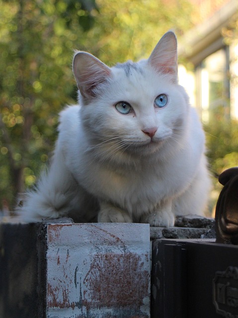 pet-sitting-640x480-33932574.jpeg
