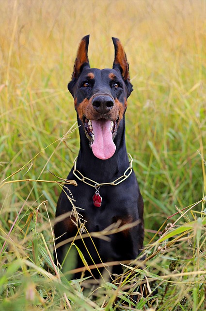 pet-sitting-640x480-34779054.jpeg