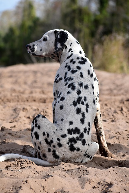 pet-sitting-640x480-52820506.jpeg