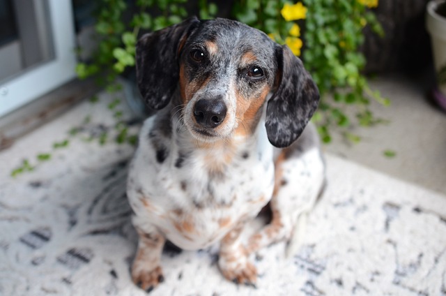 pet-sitting-640x480-55836256.jpeg