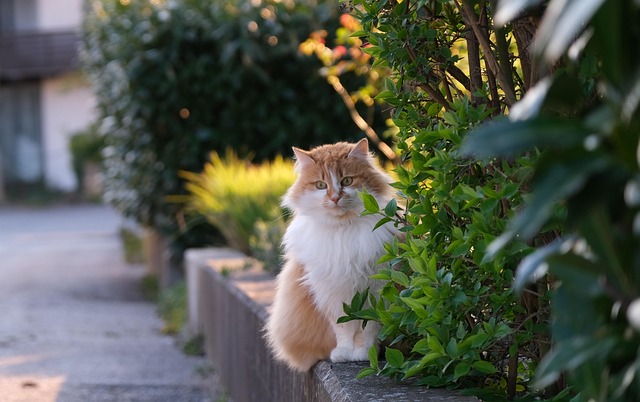 Pet Sitting