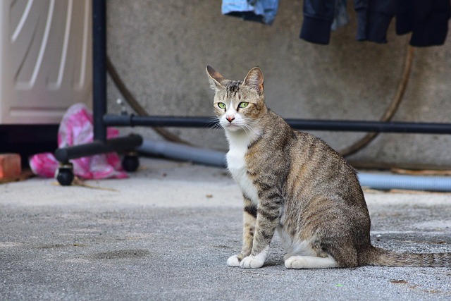 pet-sitting-640x480-72554366.jpeg