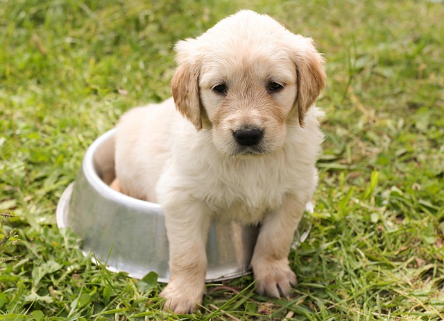 pet-sitting-640x480-7616907.jpeg