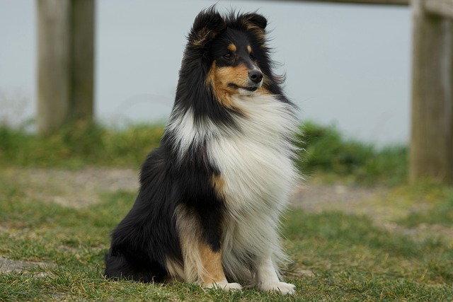 Pet Sitting and Dog Walking: Fulfilling a Growing Need for Fun-Loving Caregivers