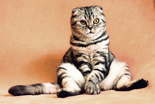 Pet Care Professionals: Nurturing Furry Friends Through Sit, Walk, Love