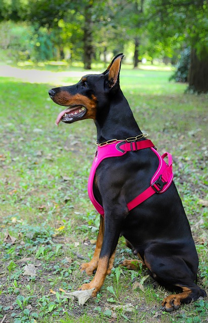pet-sitting-640x480-97783040.jpeg