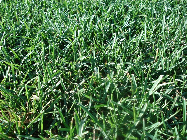 lawn-care-640x480-68506428.jpeg