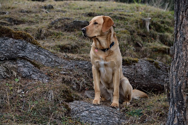 pet-sitting-640x480-15155664.jpeg