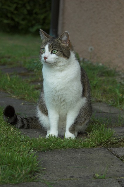 pet-sitting-640x480-25465567.jpeg