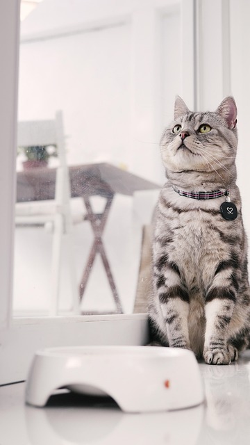 Pet Care Professionals: The Rise of Sit, Walk, Love Services