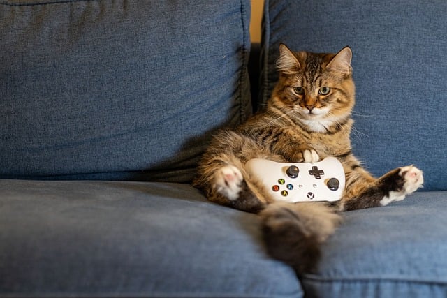 Pet Sitting