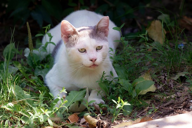 pet-sitting-640x480-73958441.jpeg