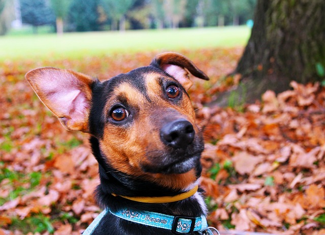 pet-sitting-640x480-79725051.jpeg