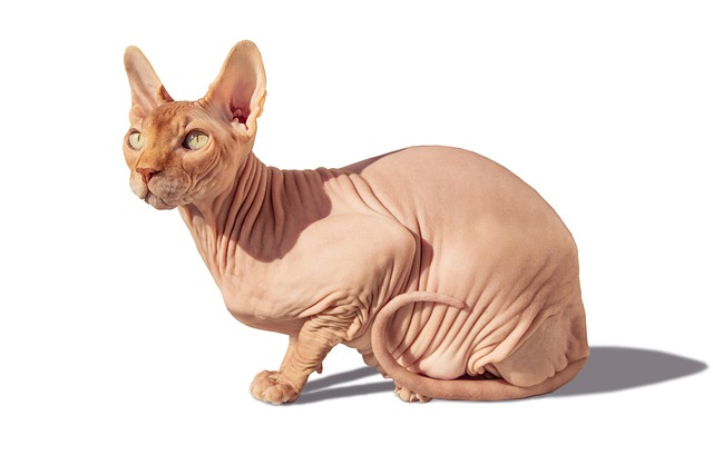 pet-sitting-640x480-92942461.jpeg