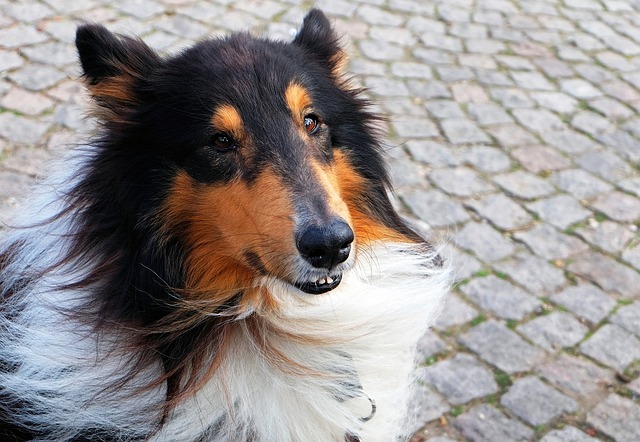pet-sitting-640x480-26344177.jpeg
