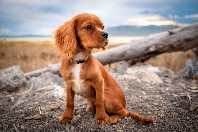 pet-sitting-640x480-40078430.jpeg