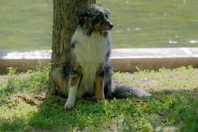 pet-sitting-640x480-40284130.jpeg