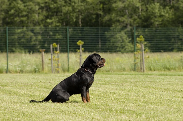 pet-sitting-640x480-45521284.jpeg