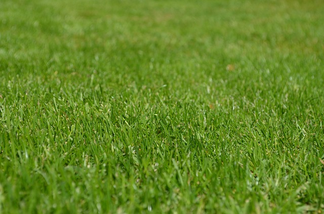 lawn-care-640x480-49145438.jpeg