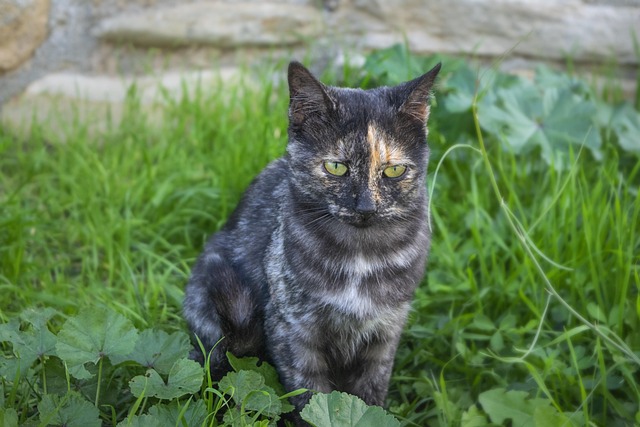 pet-sitting-640x480-36015206.jpeg