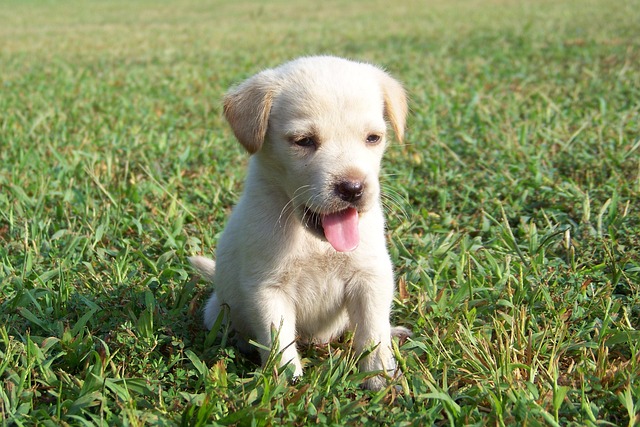 pet-sitting-640x480-36280444.jpeg