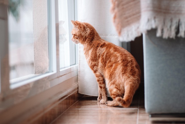 pet-sitting-640x480-50408927.jpeg