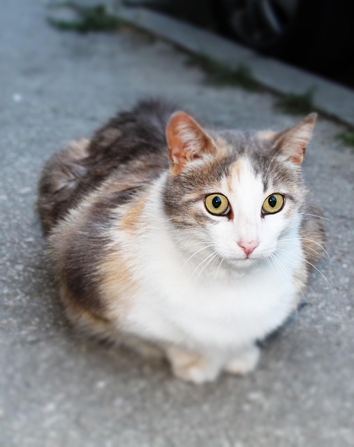 pet-sitting-640x480-69445637.jpeg
