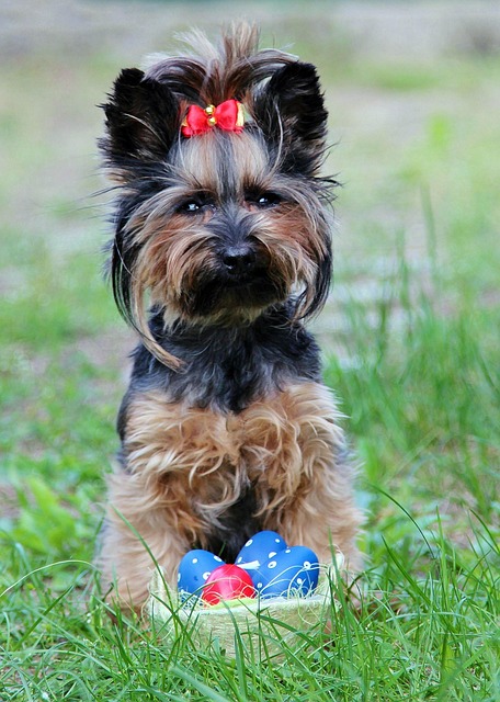 pet-sitting-640x480-81485682.jpeg