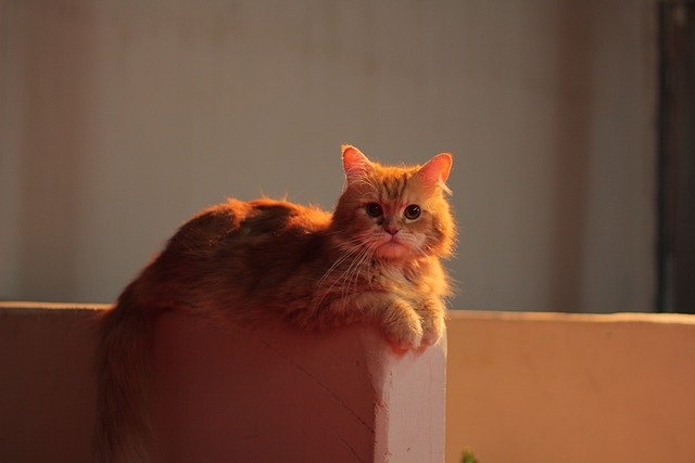 pet-sitting-640x480-90865365.jpeg