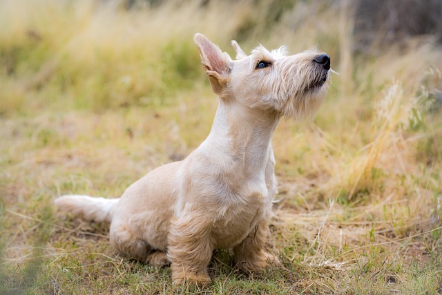 pet-sitting-640x480-93279540.jpeg