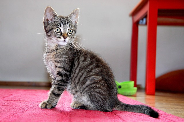 pet-sitting-640x480-95652804.jpeg