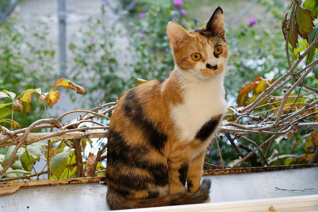 pet-sitting-640x480-13018676.jpeg