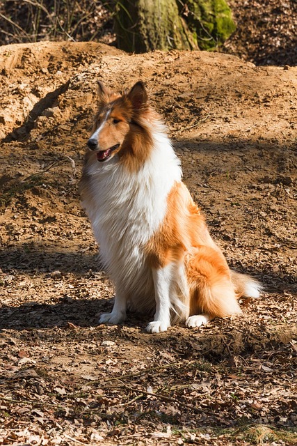 Pet Sitters’ Love: Nurturing Furry Friends Through Dog Walking