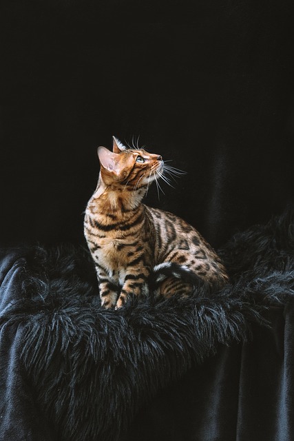 pet-sitting-640x480-85015975.jpeg