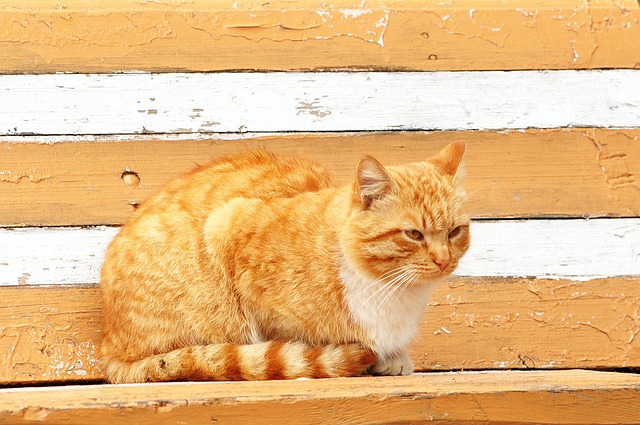pet-sitting-640x480-85931442.jpeg