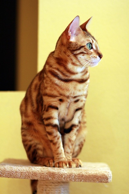 pet-sitting-640x480-9233617.jpeg